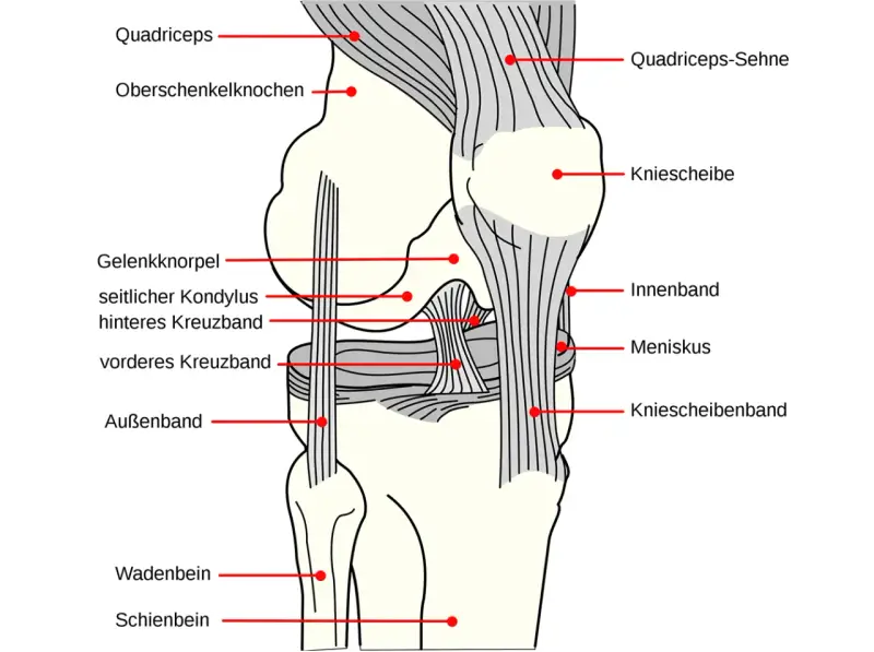 Anatomische Darstellung des Knies mit Beschriftungen. Hilfreich bei der Erklärung von knieschmerzen nach wandern.