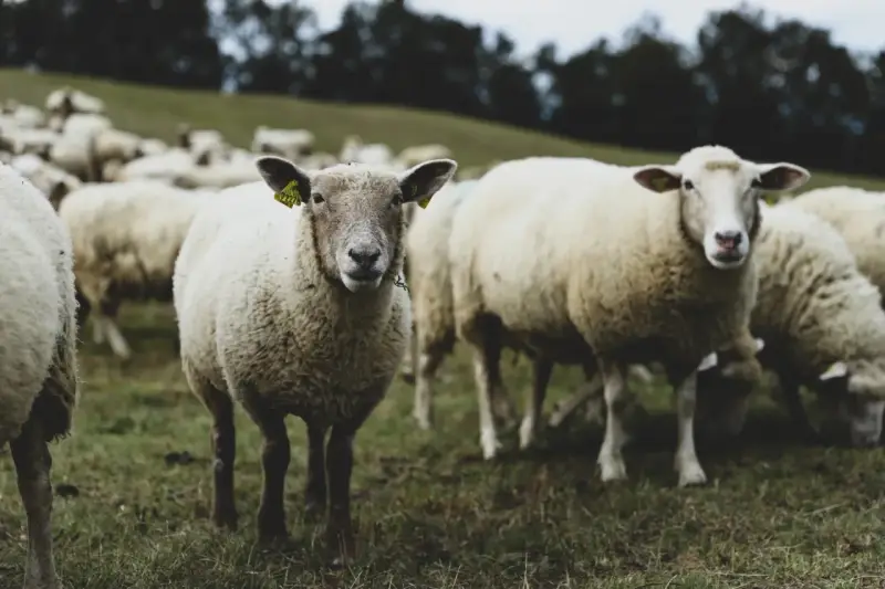 Eine Herde Schafe auf einer grünen Wiese. Ein Schaf blickt direkt in die Kamera, seine Ohren mit gelben Ohrmarken sind sichtbar. Die Tiere sind mulesing free.